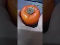 HOW TO PEEL PERSIMMON FRUIT #shortvideo #shorts #persimmonfruit #persimmon #fruit