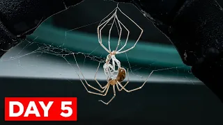 I FILMED A SPIDER FOR A WEEK