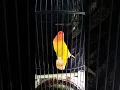 Download Lagu Lovebird fighter