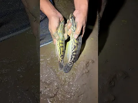 Nyisir parit yang mulai mengering dapat ikan toman dan gurame babon !!! #fishing #viral
