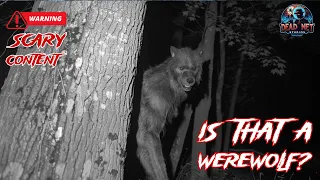 Download 10 Real Werewolf Encounters: Caught on Camera You Decide! MP3