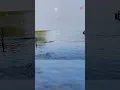 Alligator swims toward children at Texas lake