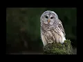 Barred Owl Call