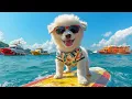 Download Lagu 12 Hours Of Dog Music🎵Calming Music for Dog Deep Sleep🐶🎵Separation Anxiety Music for Dog Relaxation🐶