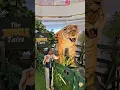 Download Lagu The jungle book 🦁🐅🐈‍⬛🐆 #shorts