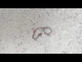 Mind-blowing Unity ants