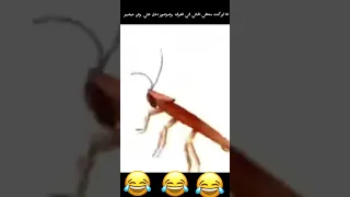 انا لو كنت محطي اغاني في الغرفه ودخل علي صرصور وش حيصير  انا لو كنت محطي اغاني في الغرفه ودخل علي صرصور وش حيصير