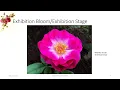 Hybrid Judging School Part 1