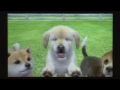 CGRundertow - NINTENDOGS CATS for Nintendo 3DS Game Review