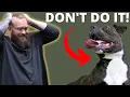 WHY YOU SHOULDN T GET A STAFFORDSHIRE BULL TERRIER