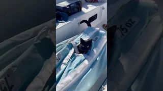 Our spinnaker has a head and a tail🐈‍⬛ #ourladydefiant #cat #yachtracing