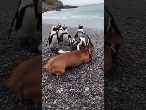 His New Penguin Friends Love Him So Much 😍
