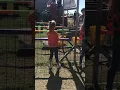 Pig Races is Crazy Fun Klausmeyer Pumpkin Patch
