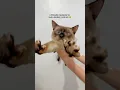 a friendly reminder to help stretch your cat cat stretching