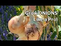 ONION GROWING GUIDE plus TIPS for growing onions in HOT CLIMATES