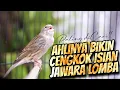 Lagu PALING DICARI BIKIN CENGKOK ISIAN JUARA LOMBA - MASTERAN KENARI ISIAN BLACKTHROAT GACOR MUDAH DITIRU
