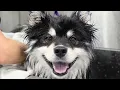 Download Lagu Imagine adopting a dog...and ending up with THIS?😂 The owners were NOT prepared.