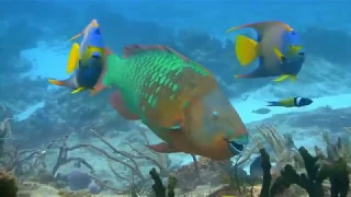 أجمل دعاء مشاري الراشد العفاسي اللهم لك الحمد مع منظر طبيعي اعماق البحرلمدة ساعة 