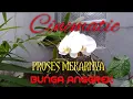 Download Lagu Proses Mekarnya Bunga Anggrek