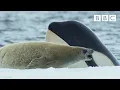 Killer whales are so clever 🤯 | Frozen Planet II - BBC