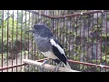 Download Lagu Siulan kacer betina efektif merangsang kacer jantan,pancingan kacer jantan kurang on dan birahi.