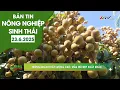 Download Lagu Trồng nhãn chất lượng cao, mẫu mã đẹp xuất khẩu | BẢN TIN NÔNG NGHIỆP SINH THÁI 23.6.2025