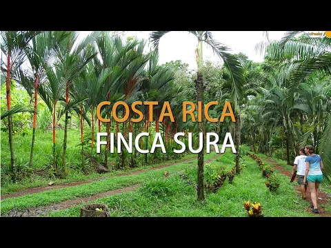 Download MP3 Finca Sura, Sarapiqui | Costa Rica