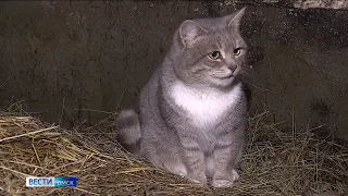 «Вести Омск», утренний эфир от 22 ноября 2022 года