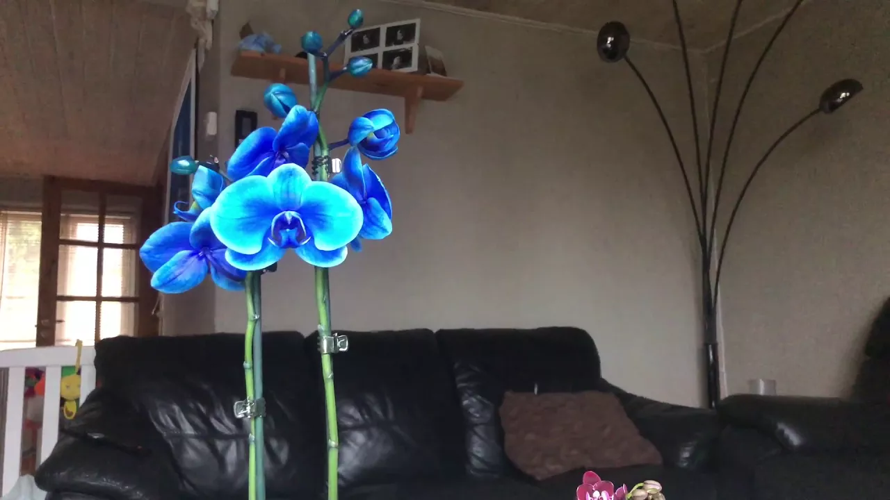 NOVAS ORQUIDEAS VALENTINES DAY ORQUIDEA AZUL