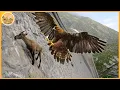 Lagu Les attaques d’aigles les plus terrifiantes jamais enregistrées | Animaux sauvages
