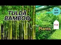 Tulda bamboo plants wholesale Nursery Bamboo Nursery Ahmed GreenHub