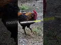 Download Lagu Kenapa Ayam Jantan Berkokok Saat Fajar 🐔#ayam #hewan #ayamjantan