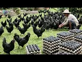 Download Lagu Top 10 exotische kippenrassen die boeren duizenden dollars opleveren | Winstgevende kippenhouderij