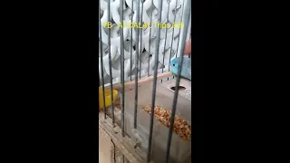 أصغر ببغاء في العالم الفوربيس 