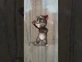 Download Lagu Cute cat dance on babli teri smile song #music #song #lovelycat #catsdontdance #kitty#mycat