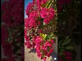 Download Lagu Bougainvillea flowers bloom in spring sunshine  #flowers #spring #sun #sunshine #bougainvillea #nice