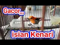 Download Lagu Masteran Suara Cit Kemade gacor Isian Kenari