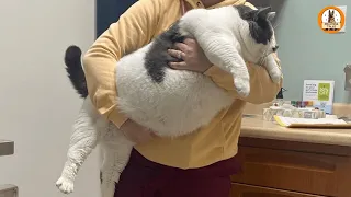 I Adopted the World s Fattest Cat and He Changed My Life Forever