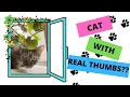 CATS WITH EXTRA TOES A Brief History of Polydactyl Hemingway Cats What is a Polydactyl