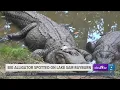 Fisherman spots large alligator on Lake Sam Rayburn in Deep East Texas