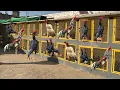 Top Quality Shamoo Rosters Setup Pakistan Biggest Shamoo Setup