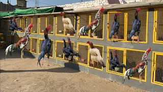 top quality shamoo rosters setup pakistan biggest shamoo setup 