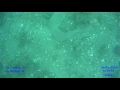 Pyrosome filmed in Buzzards Bay