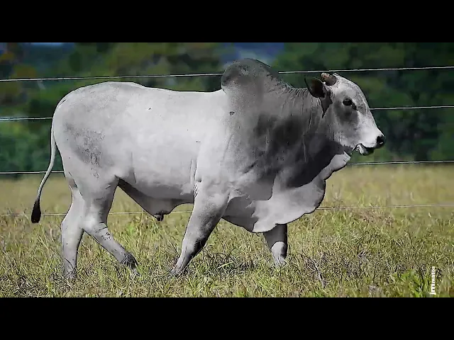 Touro Nelore FDY - 101