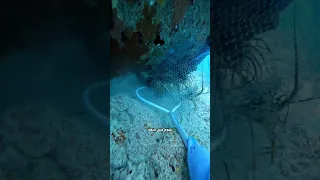 كيف تصطاد جراد البحر 