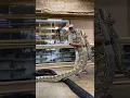 Epic Giant Snake
