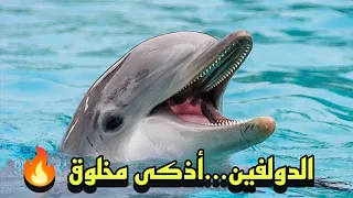 أذكى مخلوق في البحر  أذكى مخلوق في البحر