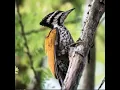 Download Lagu SUARA BURUNG PELATUK BAWANG BETINA GACOR COCOK BUAT MASTERAN