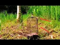 Download Lagu ternyata..!!!memang seru mikat ciblek sawah pakai pikat jontrot