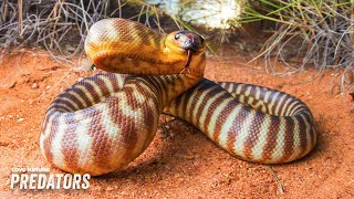 Australia's Most Venomous Snakes | Extreme Snakes 101